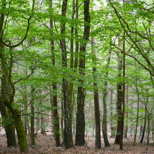 Natur-Wildnisschule-10