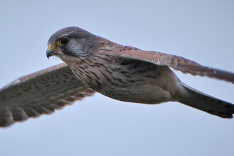 greifvogel-seminar-turmfalke