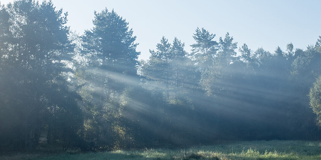 soerbo_header