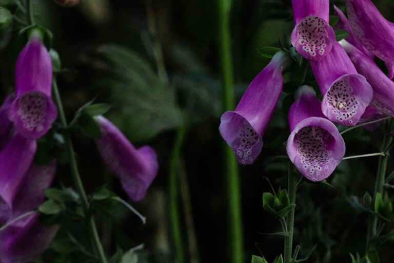 pflanzen_intensiv_2_aktuelles