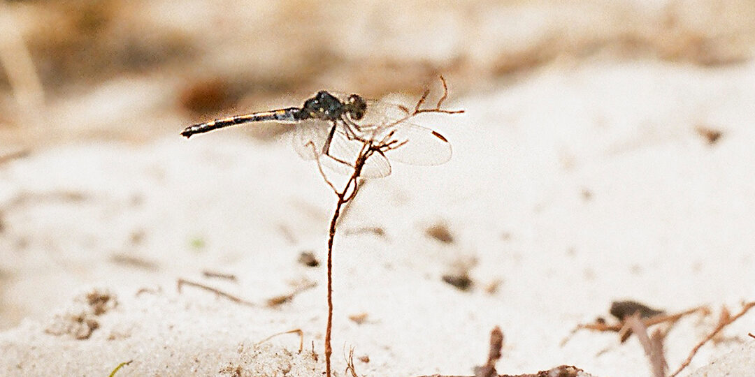 tempel_der_seele_header