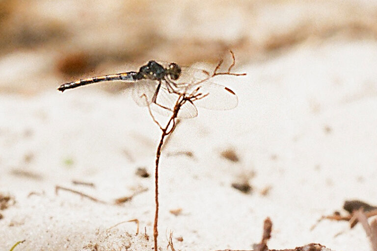 tempel_der_seele_header