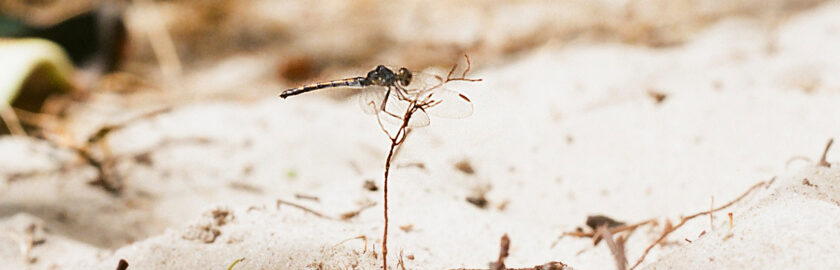 tempel_der_seele_header