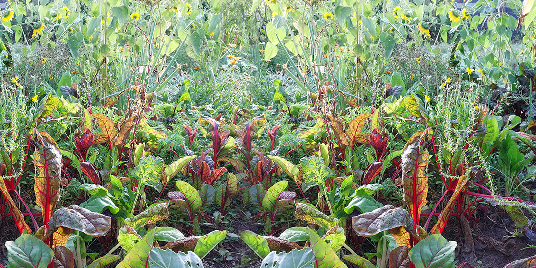 header_geschenke_der_erde