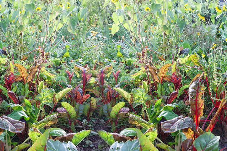 header_geschenke_der_erde