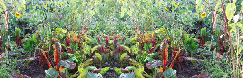 header_geschenke_der_erde