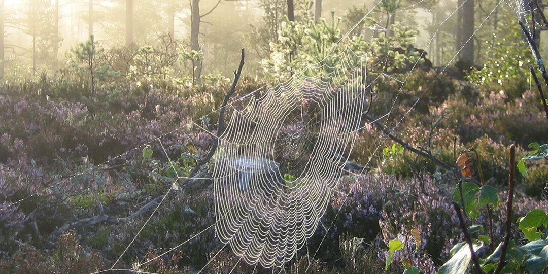 oekologie_header2